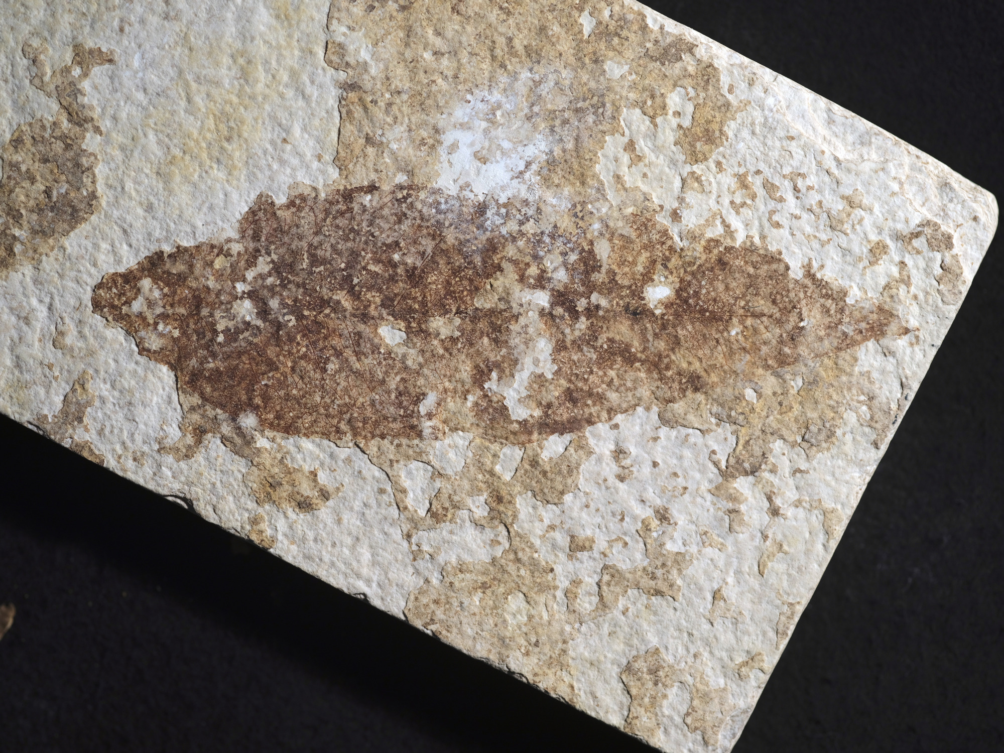 An oblong fossil leaf with a pointed tip viewed horizontally. The leaf is missing some sections in the middle and along the edges.