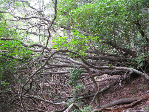 GRSM Accuracy Assessment. Plot Code: GRSM_AA_0894_5