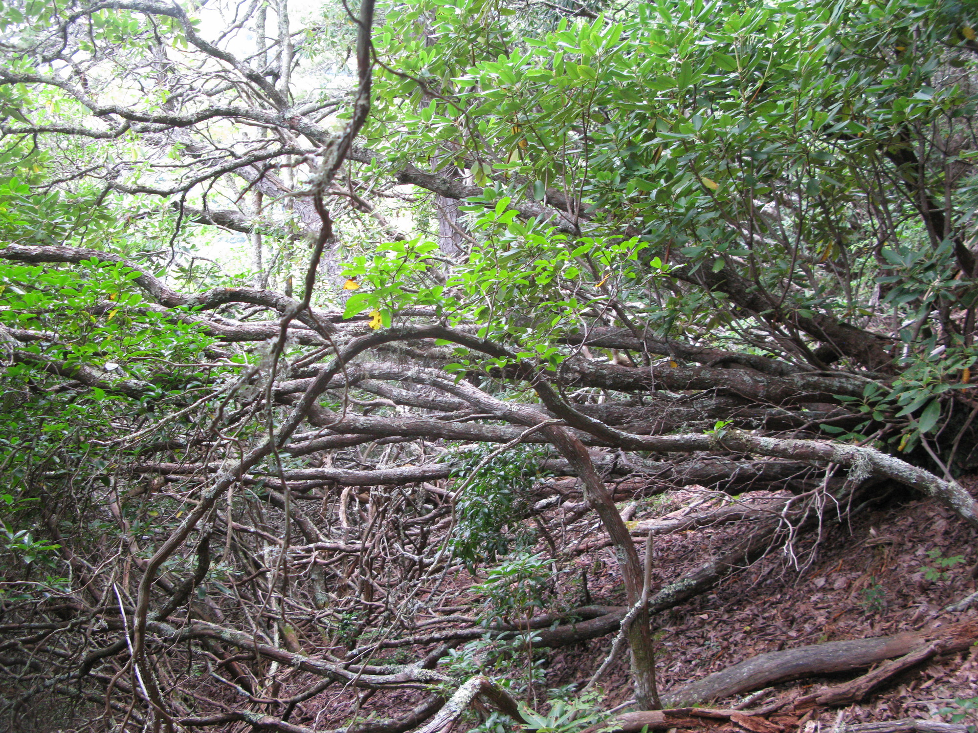 GRSM Accuracy Assessment. Plot Code: GRSM_AA_0894_5