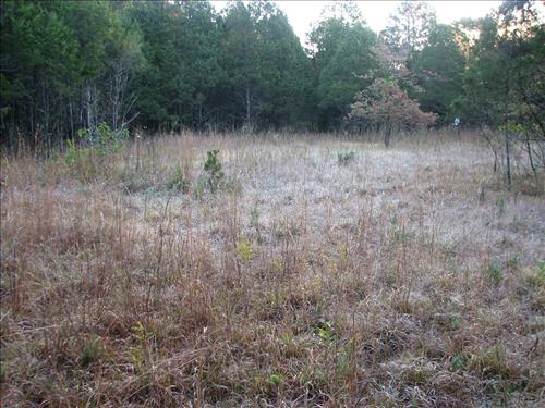 Agricultural Field Conversion at Stones River National Battlefield: Current and Desired Future Conditions in November 2007