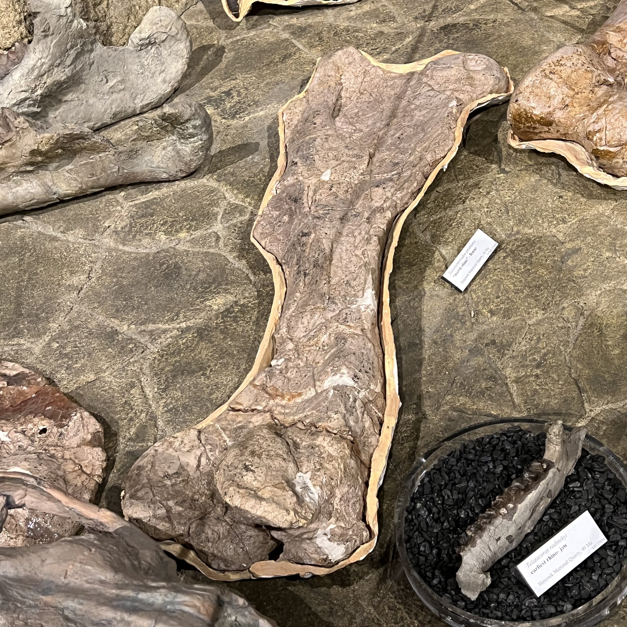 "marsh rhino" femur fossil
