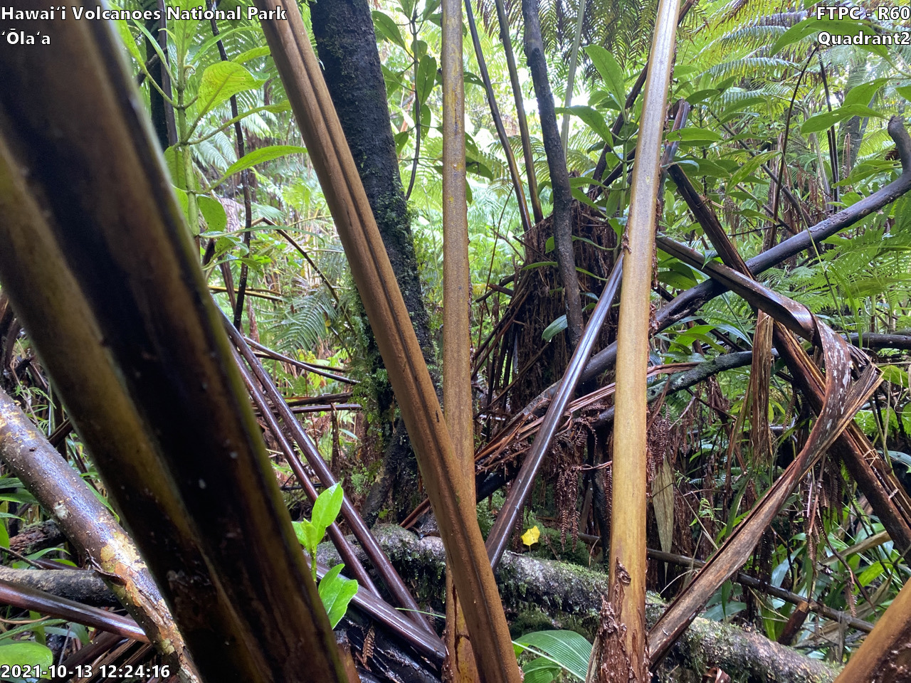 Eye-level view of plant community at monitoring site