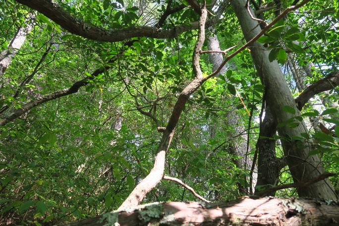 GRSM Accuracy Assessment. Plot Code: GRSM_AA_0924_3