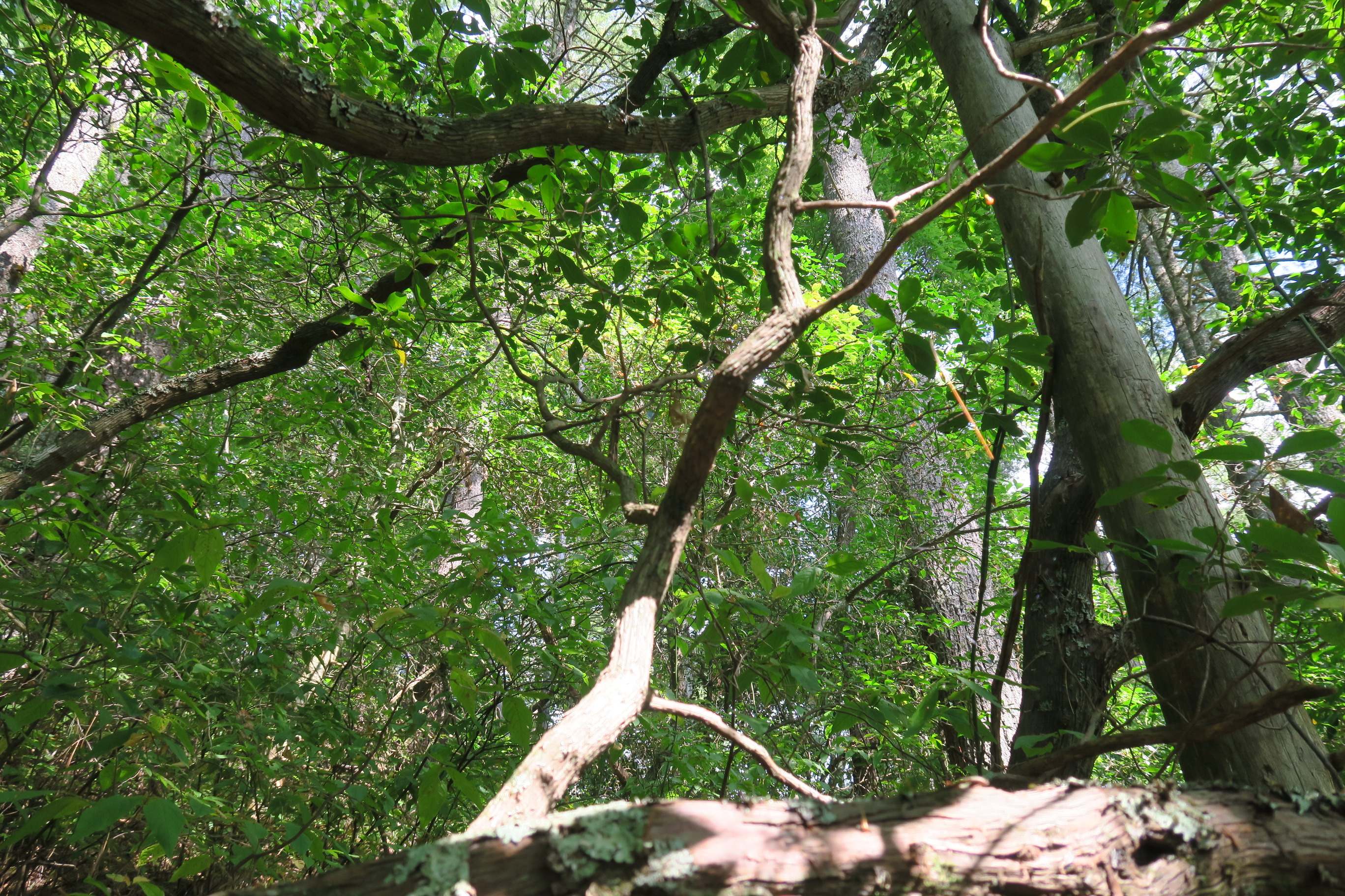 GRSM Accuracy Assessment. Plot Code: GRSM_AA_0924_3