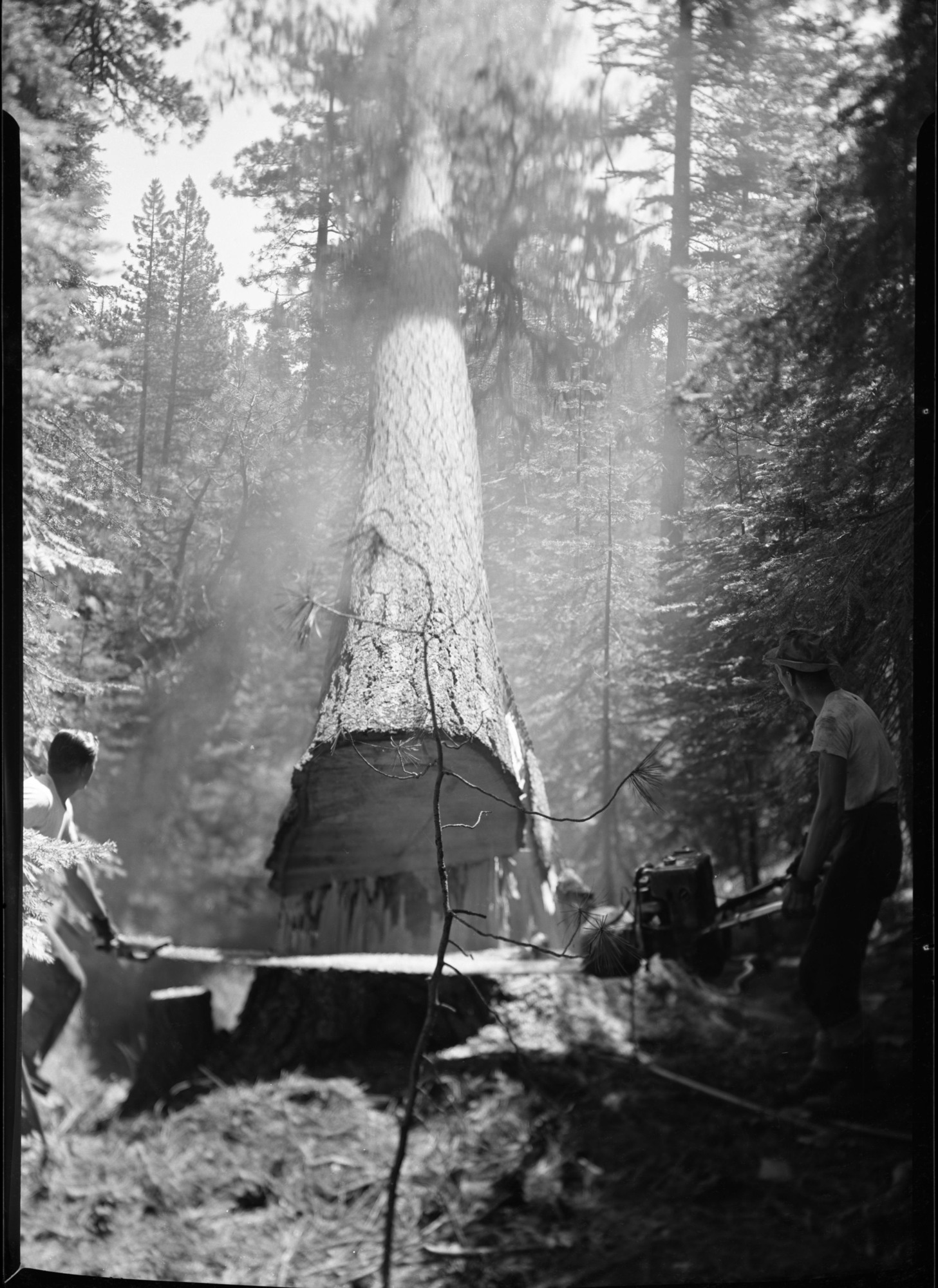Aspen Valley logging operations.