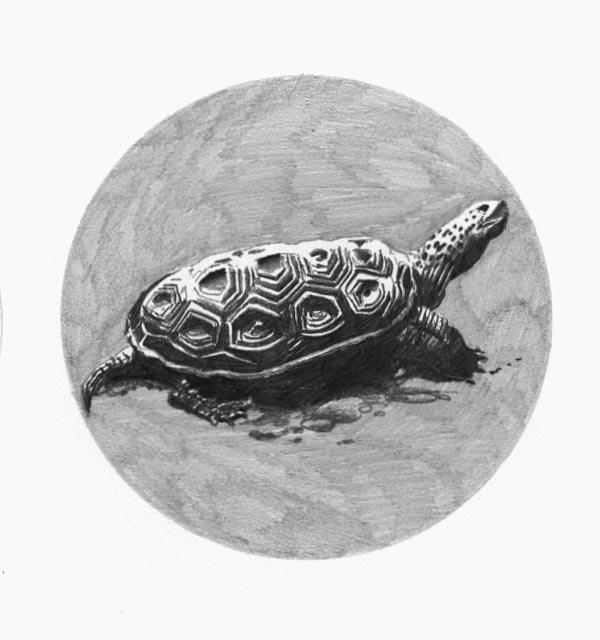 a Diamondback terrapin