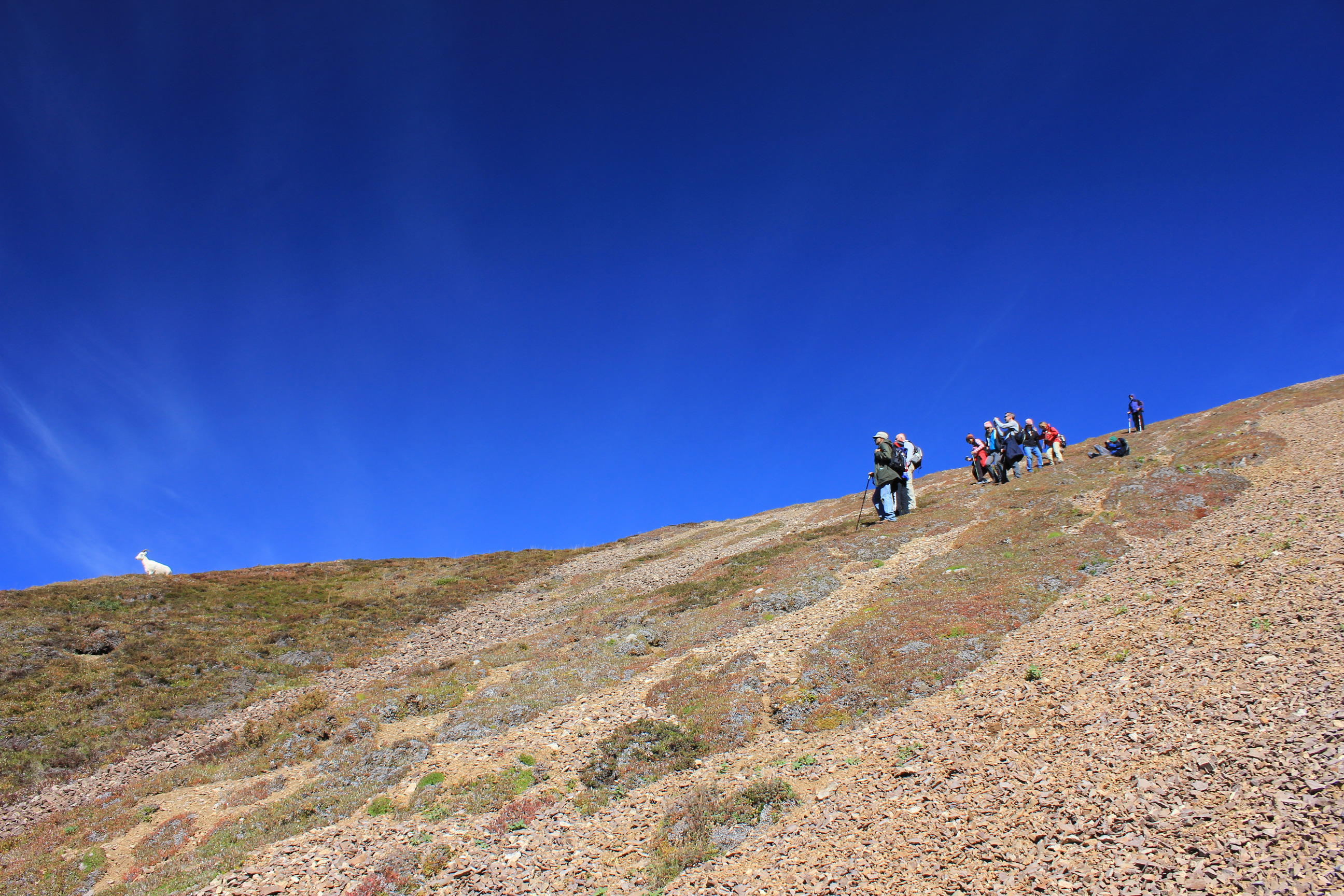 people on a mountainside looking toward a sheep