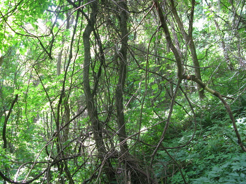 GRSM Accuracy Assessment. Plot Code: GRSM_AA_0735_6