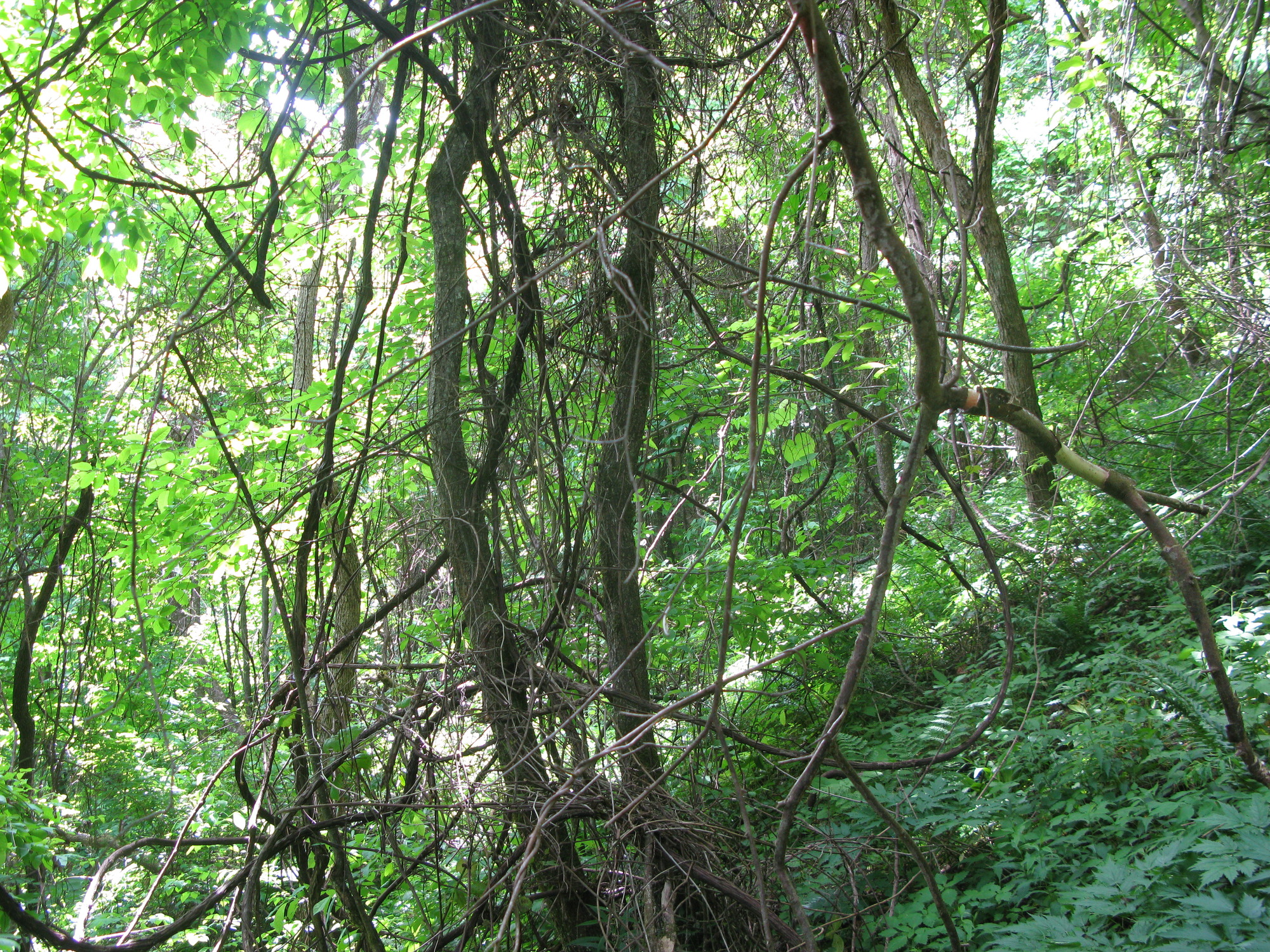 GRSM Accuracy Assessment. Plot Code: GRSM_AA_0735_6