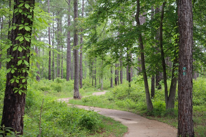A curving paved trail winds through a forest of tall, thin pine trees and bright green shrubs and vines.