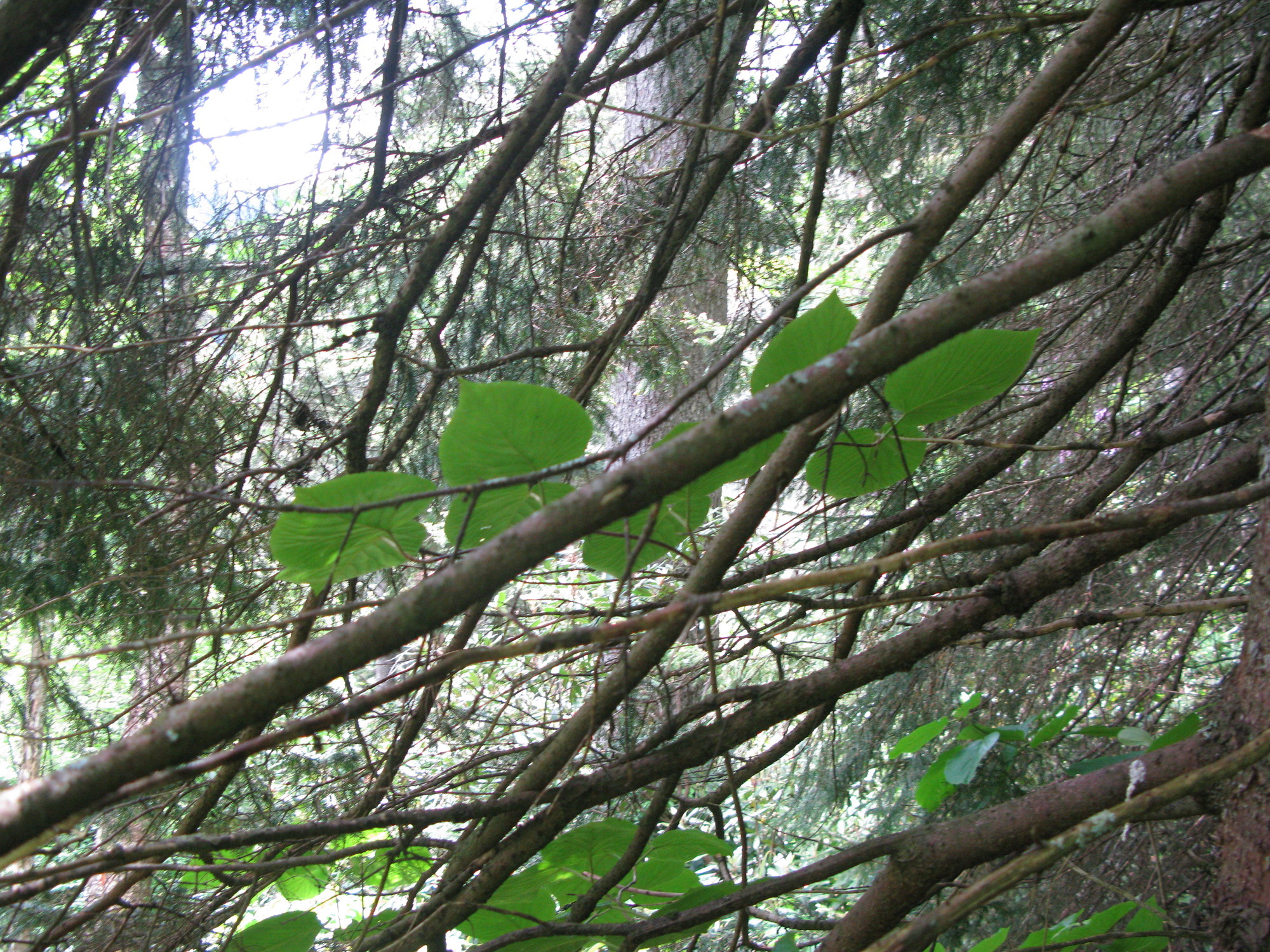 GRSM Accuracy Assessment. Plot Code: GRSM_AA_0084_4