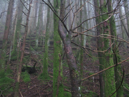 GRSM Accuracy Assessment. Plot Code: GRSM_AA_0676_3