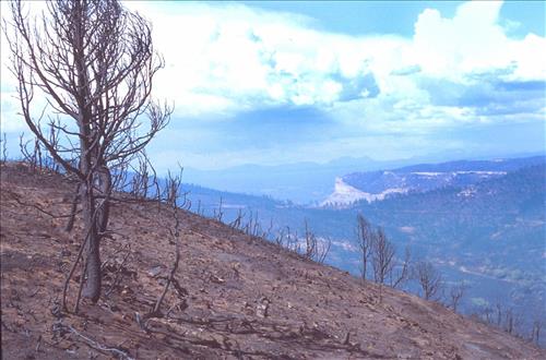 Burned areas immediately following the Bircher fire, Mesa Verde National Park, July 2000