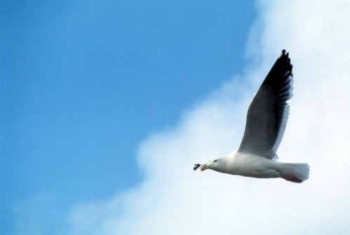 Western Gull with Food