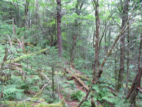 GRSM Accuracy Assessment. Plot Code: GRSM_AA_0086_4