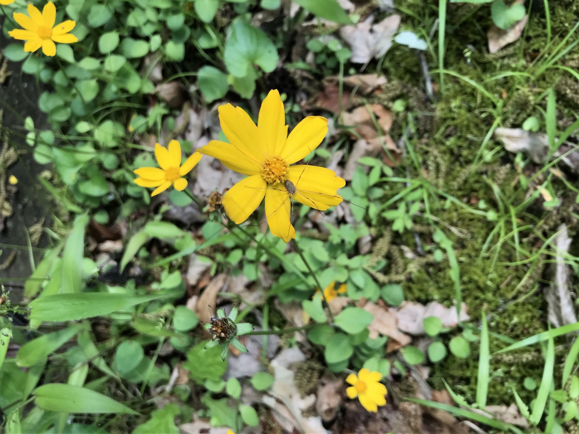 close up of long stem yellow flower with spider on petals, other flowers in background along with green grass and vegetation