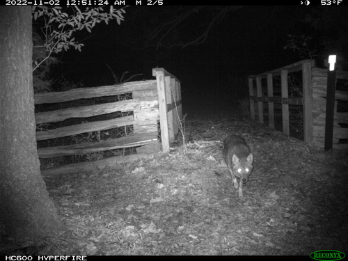 Coyote crosses a bridge at night.