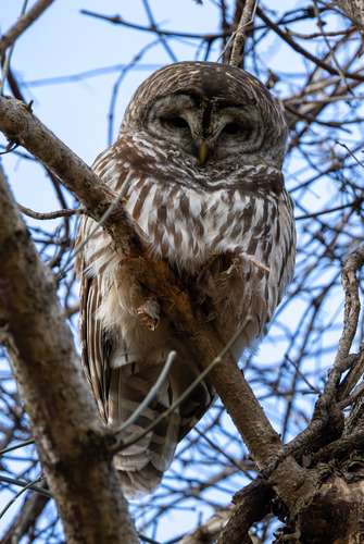 A front-facing view of a round-headed Barred Owl with dark eyes and a yellow beak sitting on a tree branch against a blue sky.