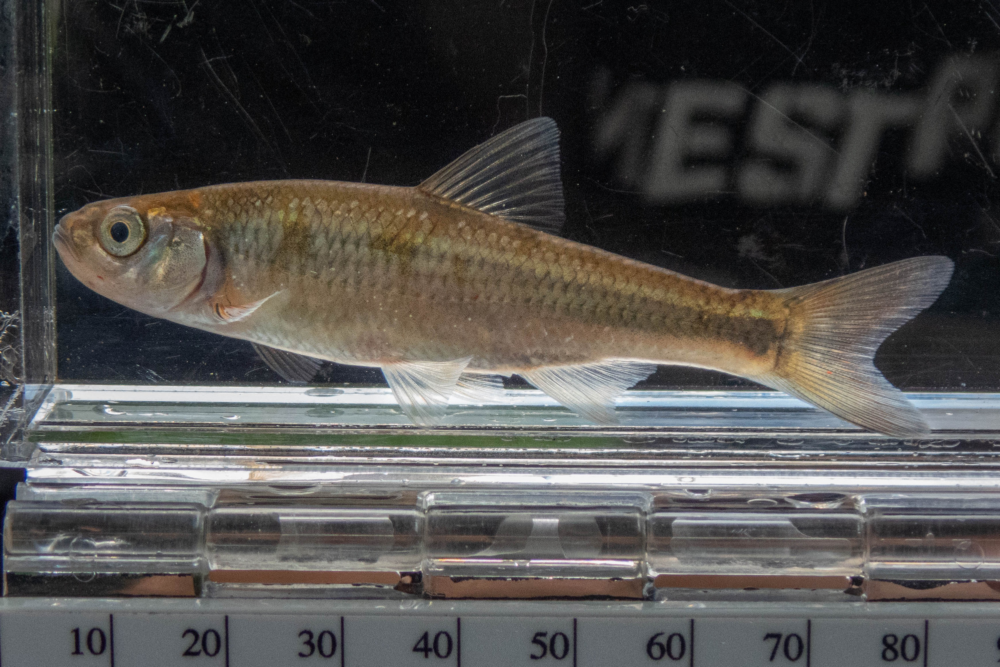 Luxilus cornutus (common shiner) - full body, adult