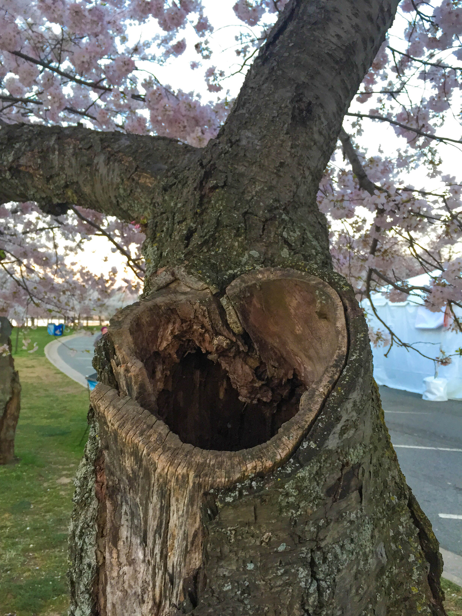 Heart-shaped hole in a cherry tree trunk