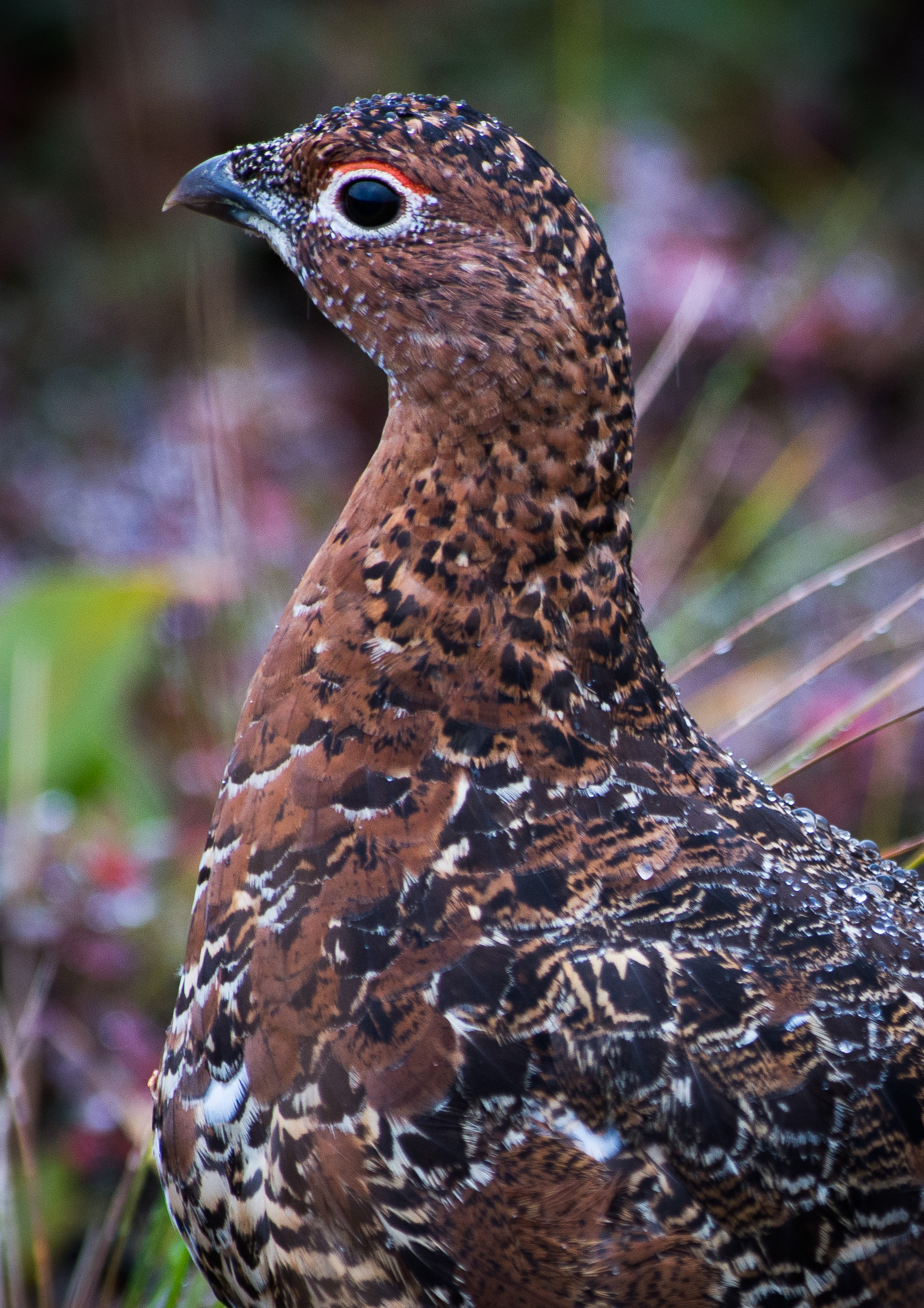 A ptarmigan
