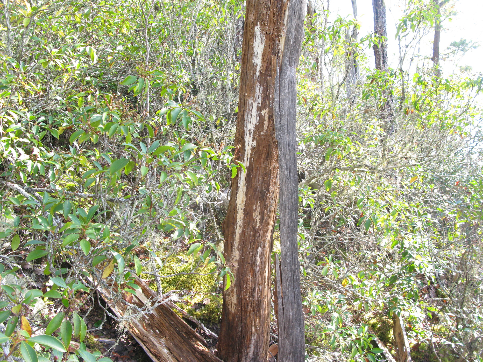 GRSM Accuracy Assessment. Plot Code: GRSM_AA_0182_4