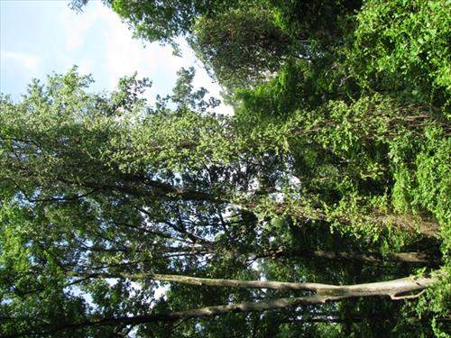 NACE -- Manage Exotic Plants