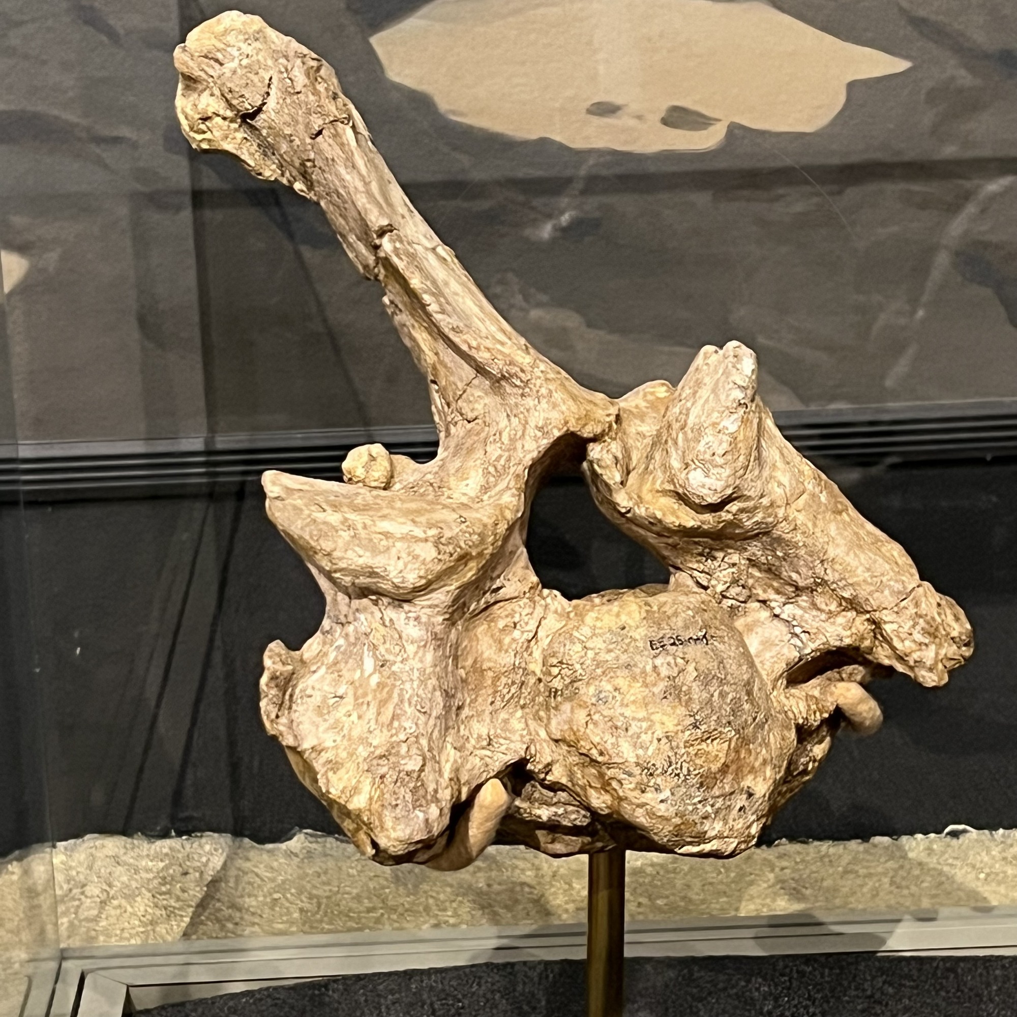 ungulate thoracic vertebra