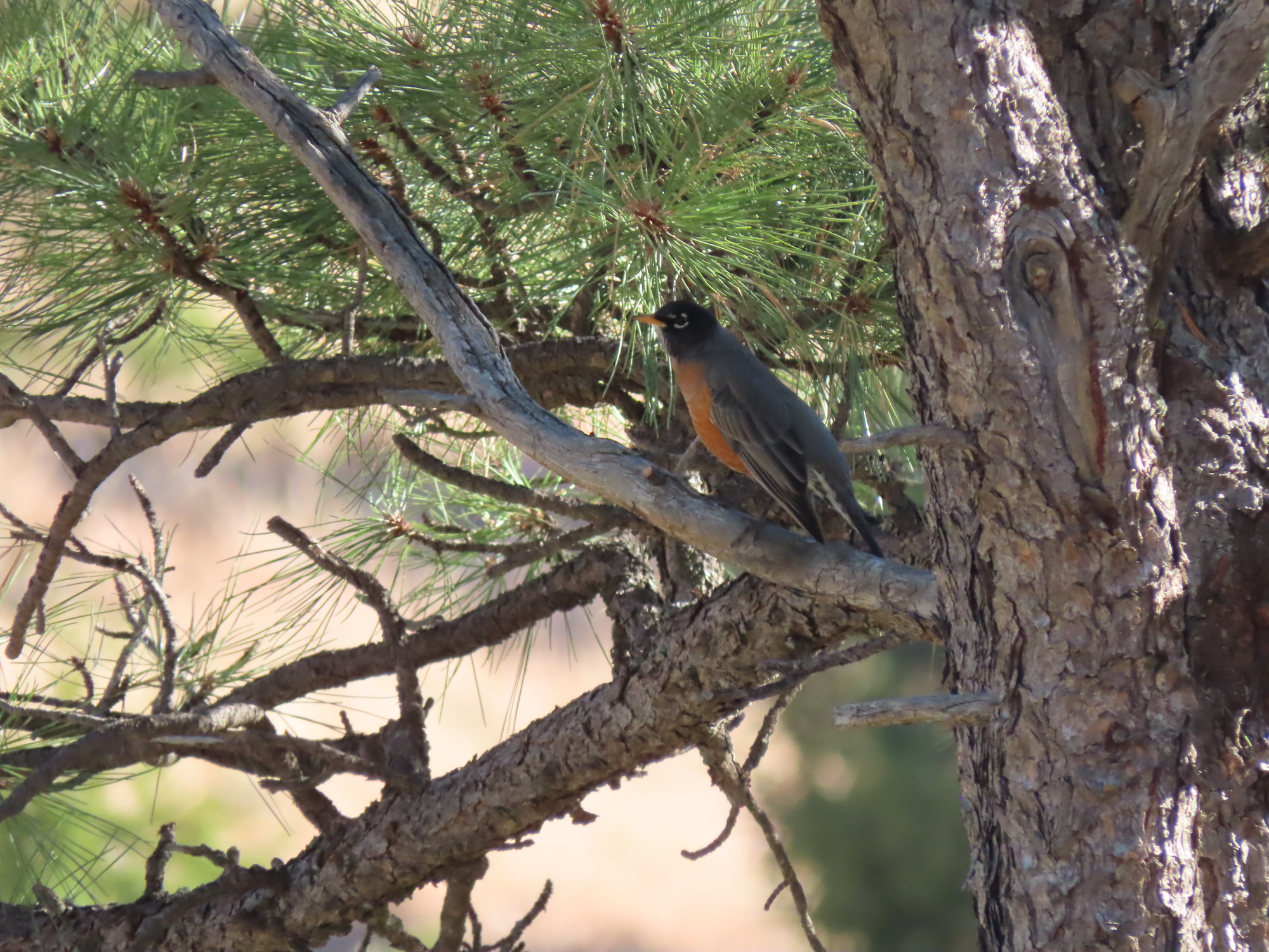 Robin with a red breast sits in the green branches of a ponderosa pine