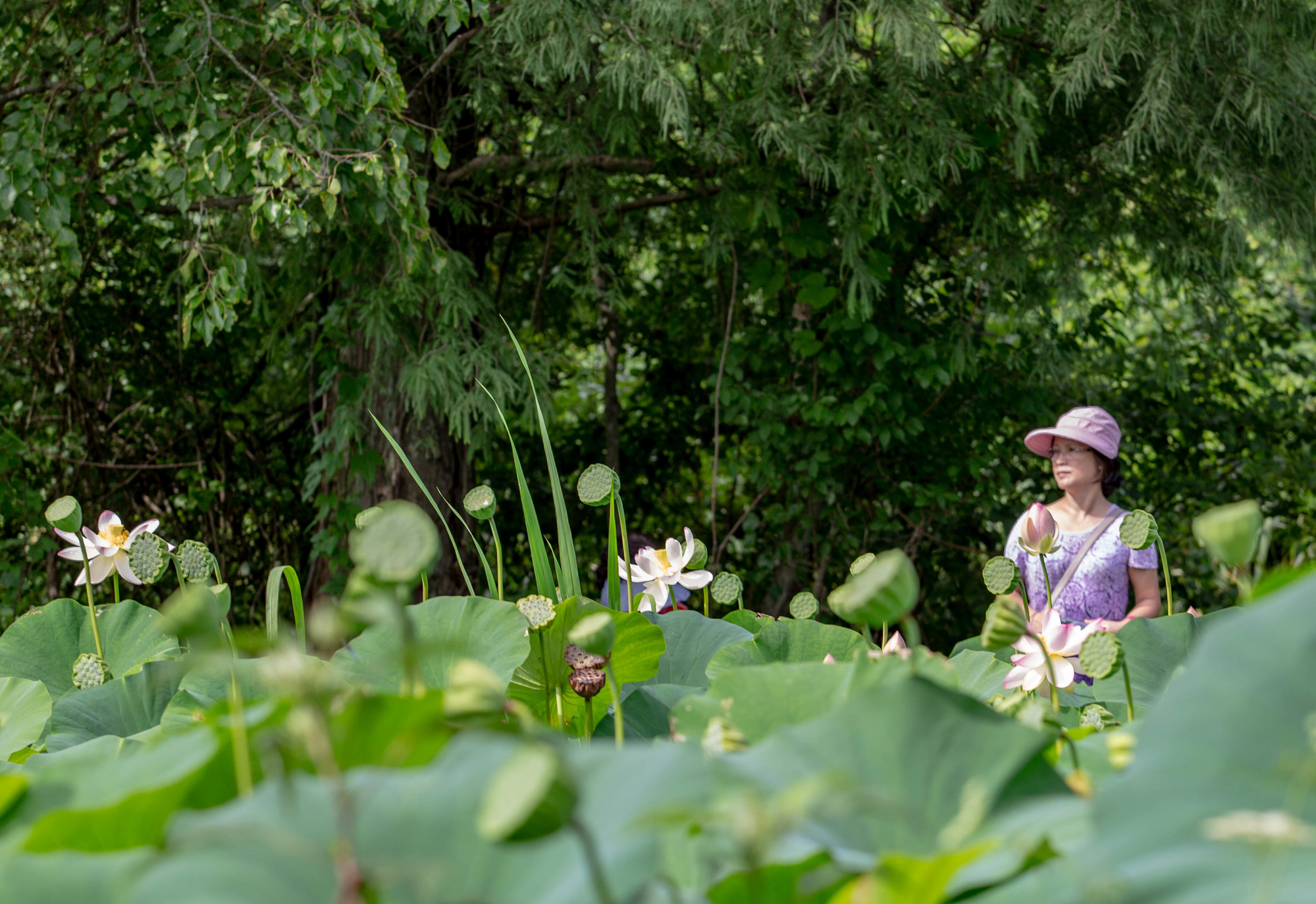 Visitor standing behind a field of lotus plants
