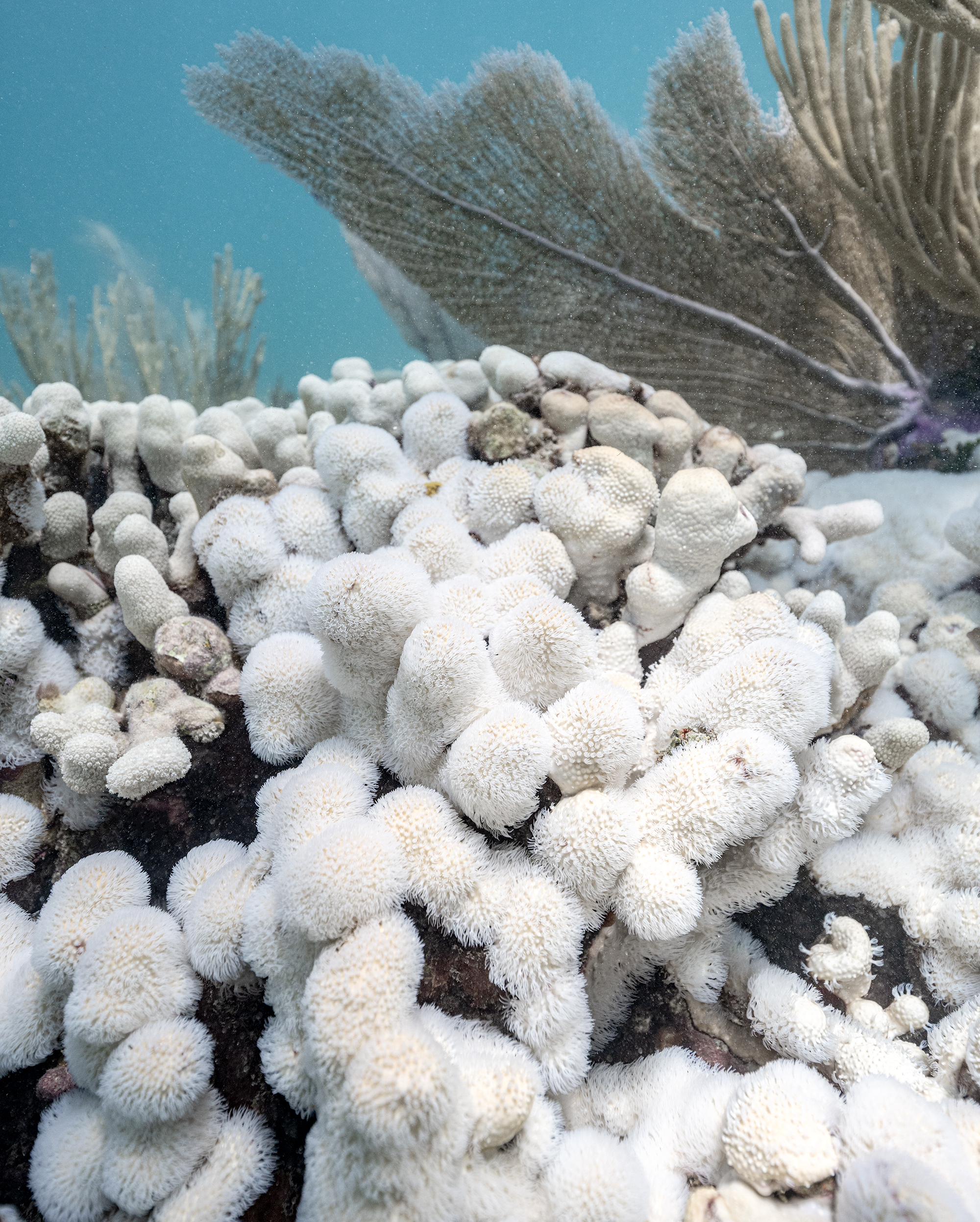 Bleached coral polyps give well-named finger corals a fuzzy appearance.