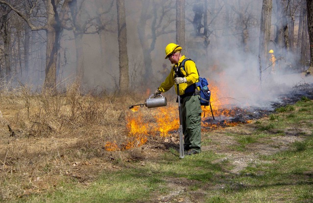 A fire fighter uses a drip torch to initiate a new burn line. There is green grass next to the dry undergrowth that doesn't burn. Another fire fighter stands in the distance.