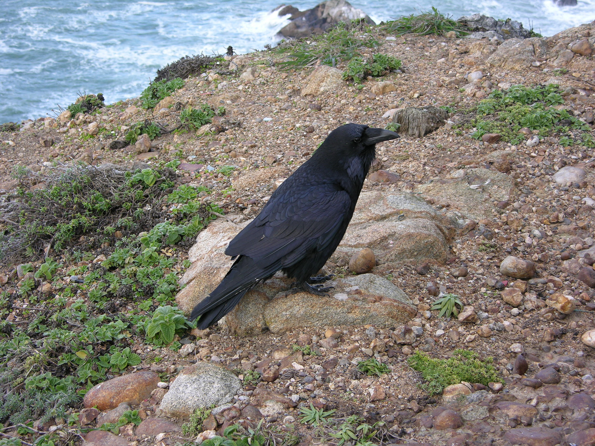 A moderate-sized raven standing on a small boulder embedded in the soil near the edge of an ocean-side bluff top.