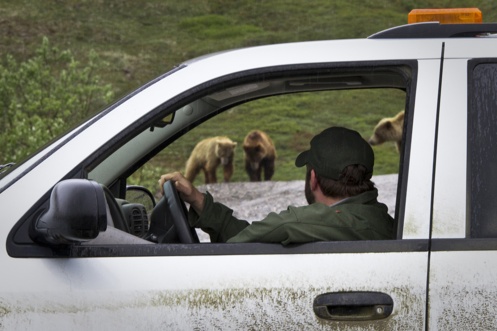 a park ranger in a vehicle looking at three grizzly bears