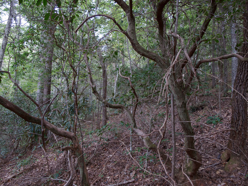 GRSM Accuracy Assessment. Plot Code: GRSM_AA_0915_2