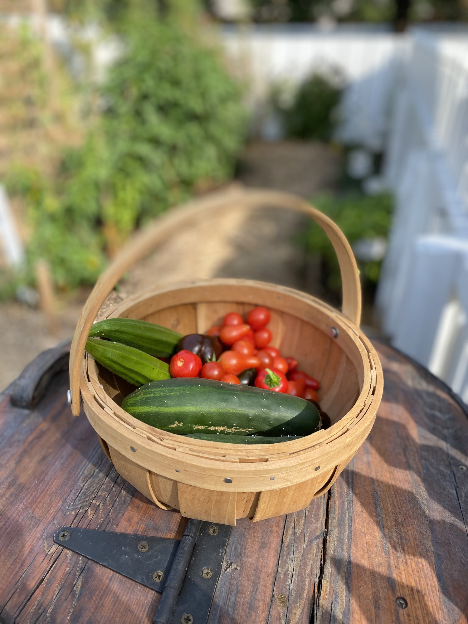 A basket filled with cucumbers, red peppers, and tomatoes from the garden.