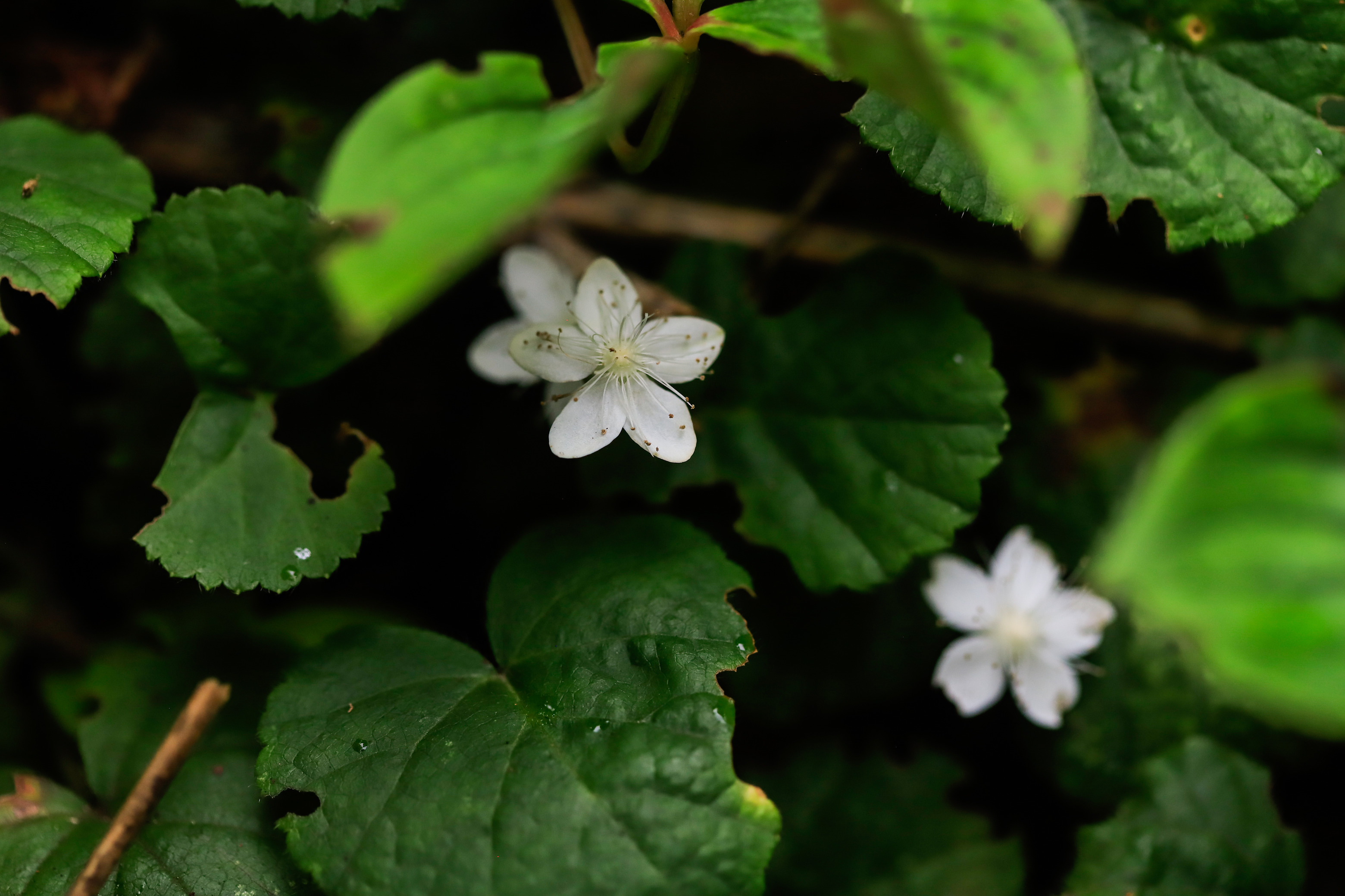 White flowers with five petals grow from dark leaves