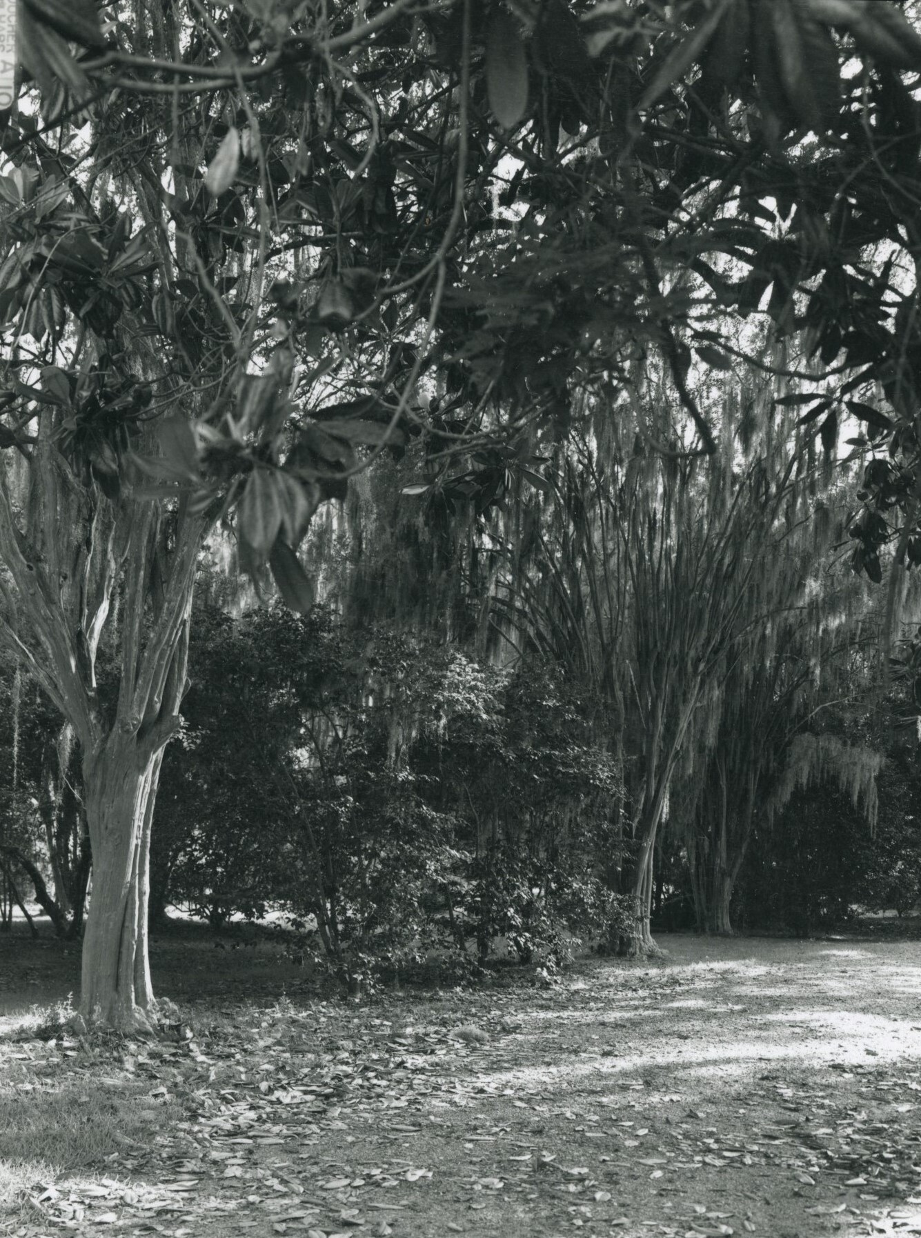 Crepe myrtles with Spanish moss hanging from the tree limbs.