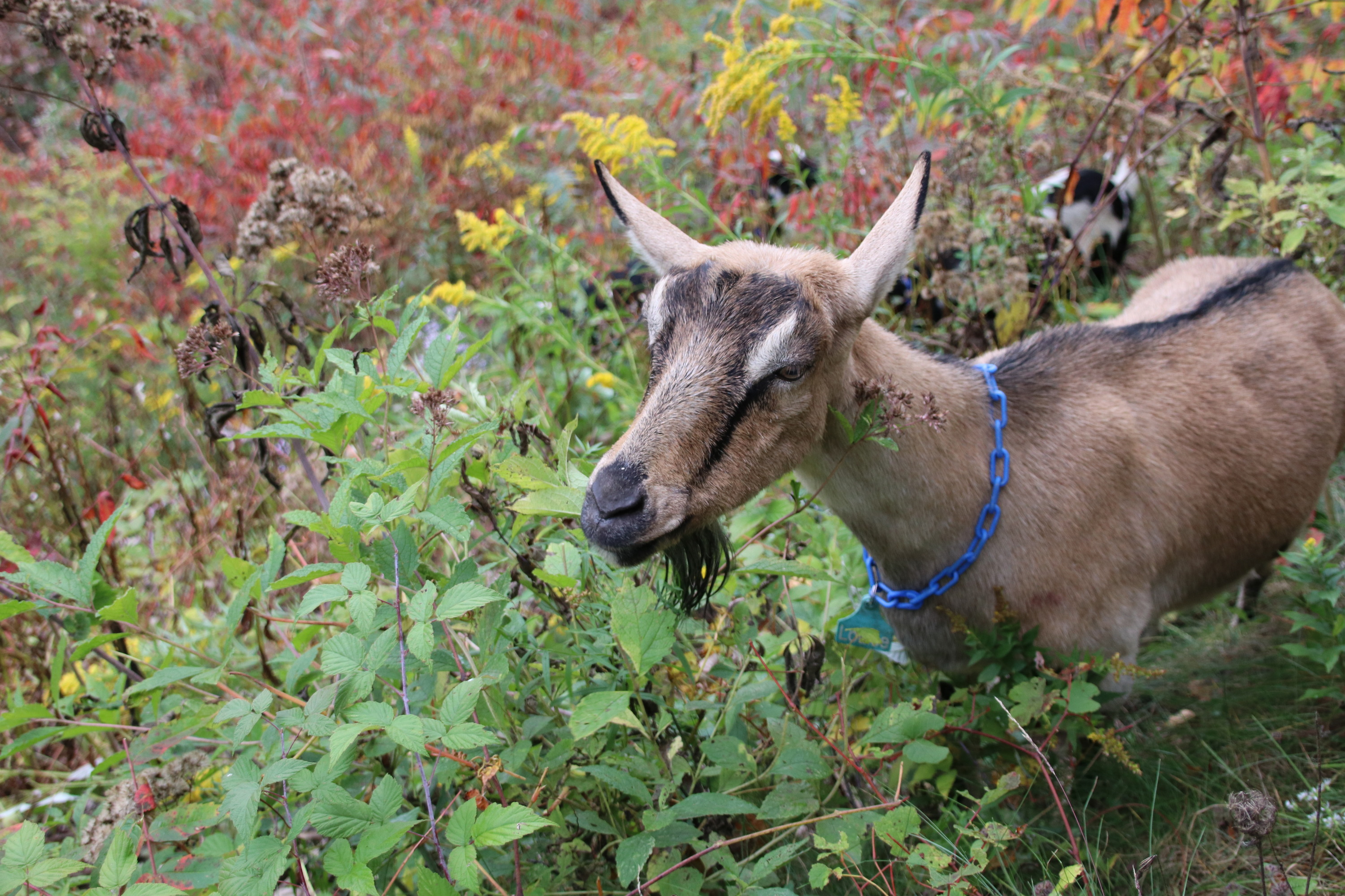 Goats eating vegetation