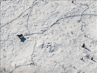 Moose making tracks in the snow, Gates of the Arctic National Park and Preserve, 2015.. The moose (Alces alces) is the largest extant deer species. Easily recognized by the palmate (i.e., leaf-shaped) antlers of males while other deer species have dendritic (i.e., twig-like) antlers. These large animals typcially inhabit boreal and mixed deciduous forests of the Northern Hemisphere. Unfortunately, its range has been greatly reduced due to human activities and hunting.