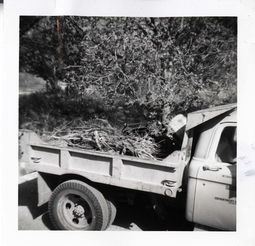 NPS employees clearing and removing brush.