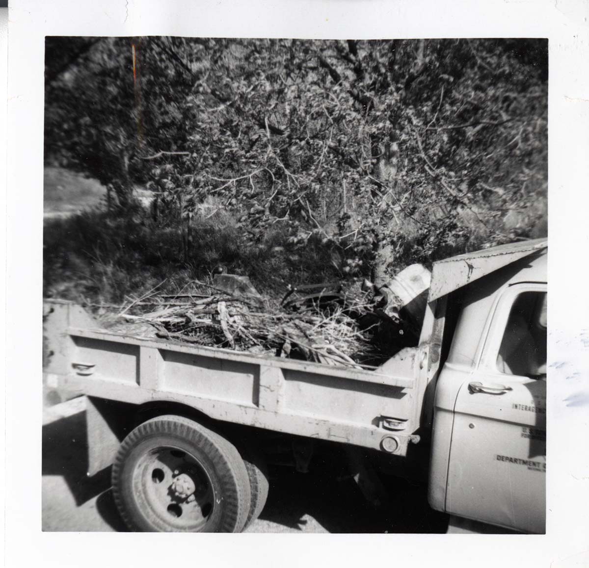 NPS employees clearing and removing brush.