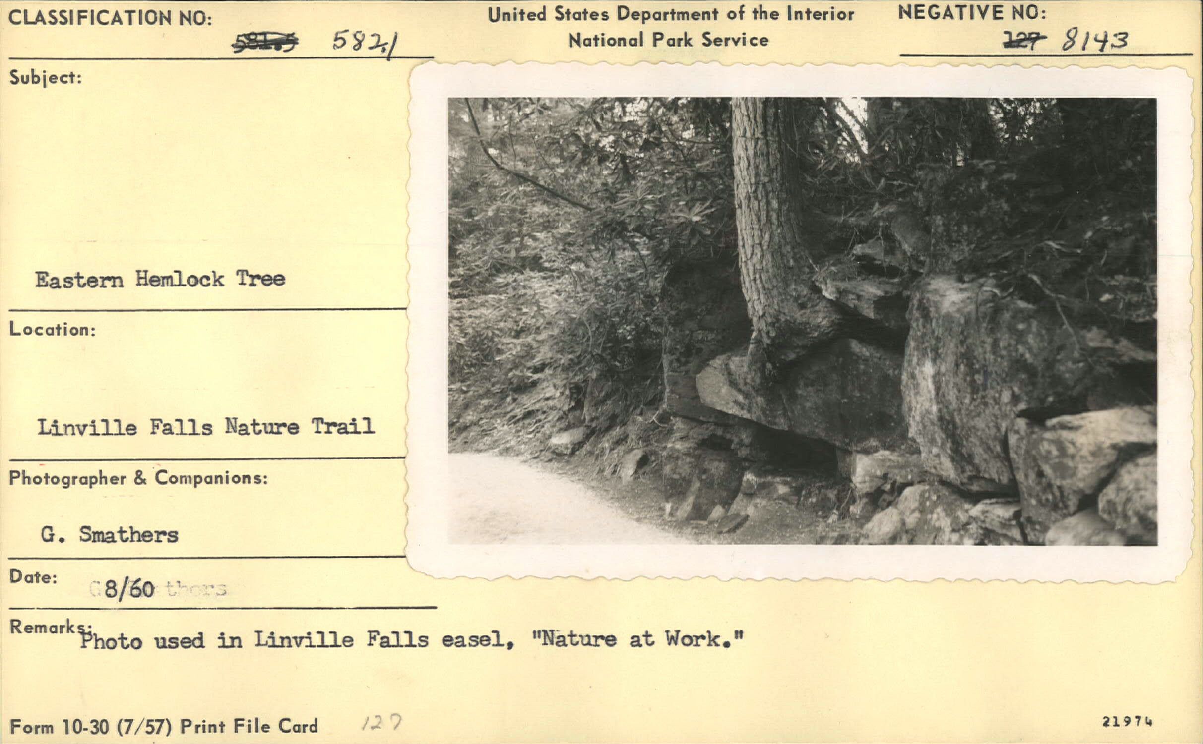 Eastern Hemlock Tree along trail