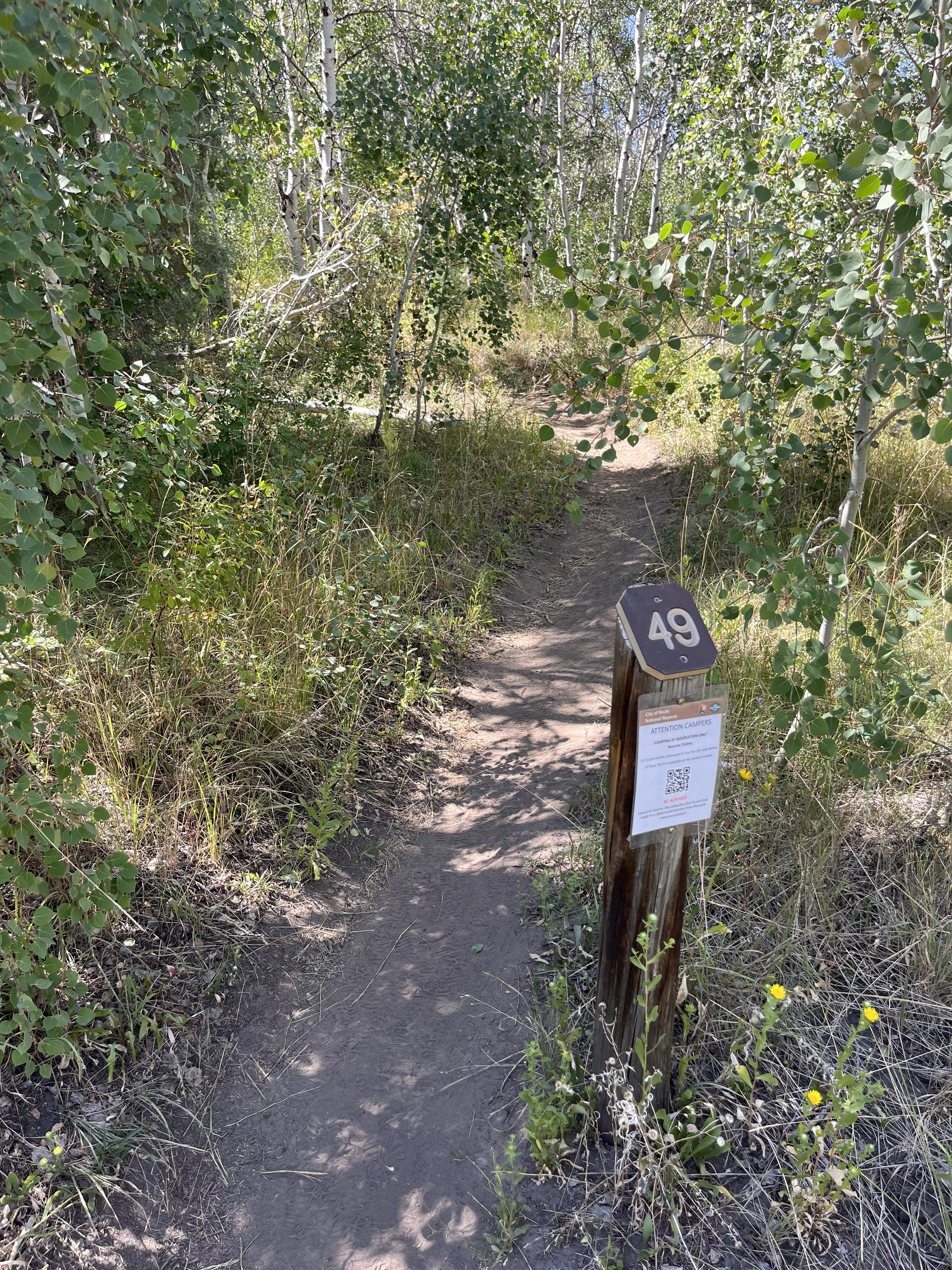 Campsite 49 trail flanked by grass and aspen trees.