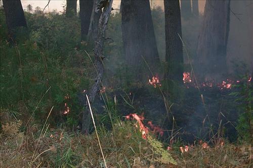 Fire in progress at El Capitan prescribed burn, 2000, Yosemite National Park