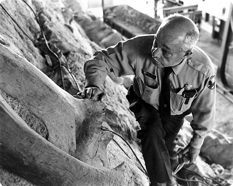 A black and white photo of a man in a park service uniform examining fossils on the Wall of Bones. 