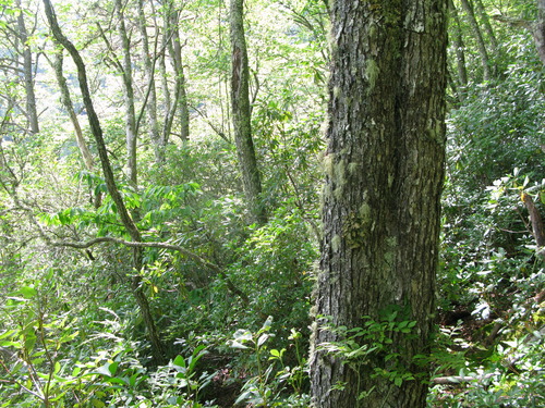 GRSM Accuracy Assessment. Plot Code: GRSM_AA_0883_5