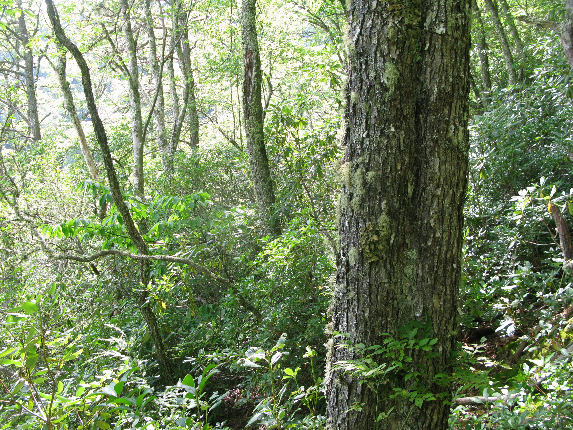 GRSM Accuracy Assessment. Plot Code: GRSM_AA_0883_5