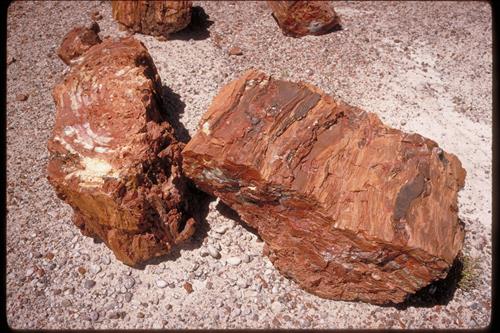 Petrified Wood at Petrified Forest National Park, Arizona