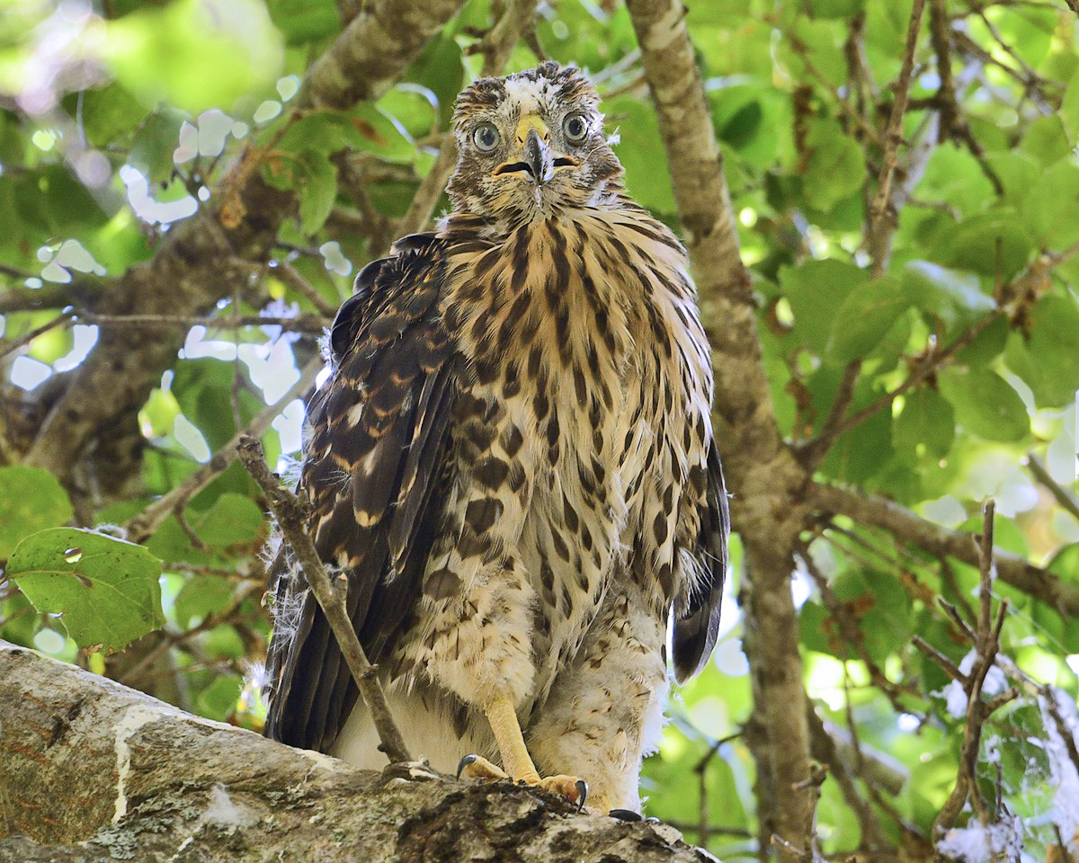 Hawk with light eyes, brown and white feathers, and some downy white feathers emerging from its wings and forehead standing on a large tree branch.